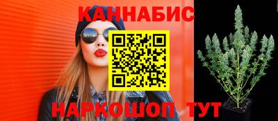 сатива Тверь